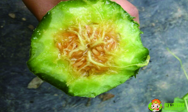 羊角蜜甜瓜怎样掐尖,香瓜什么时候打尖最合适