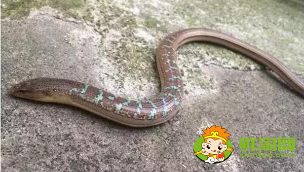 山黄鳝多少钱一斤,缅甸鳝鱼出口到中国多吗