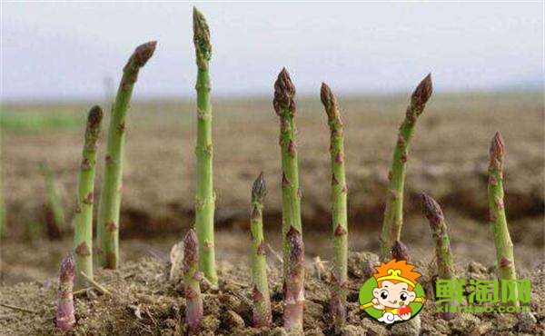 芦笋是哪里的,芦笋一年采收几次