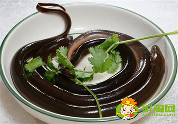 一天钓黄鳝最佳时间,山鳝鱼与鳝鱼有什么不同