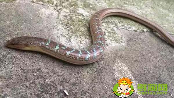 一天钓黄鳝最佳时间,山鳝鱼与鳝鱼有什么不同