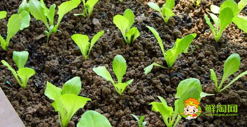 生菜可以生吃吗,生菜的种植方法和时间