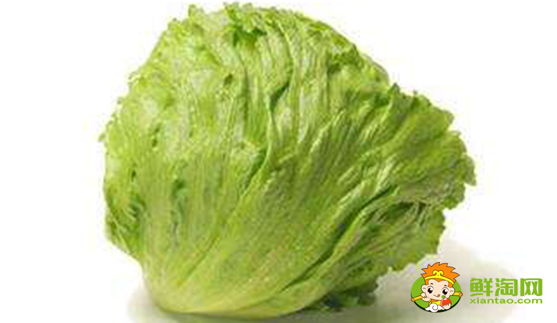生菜的样子,结球生菜和生菜的区别