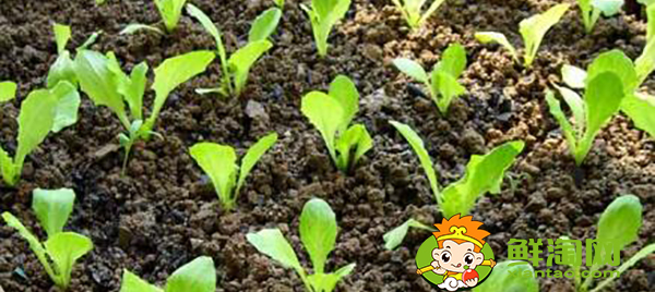 生菜怎么种才能出得好,生菜怎么种植容易发芽