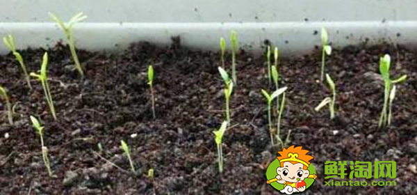 生菜怎么种才能出得好,生菜怎么种植容易发芽