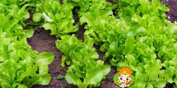 生菜怎么种才能出得好,生菜怎么种植容易发芽