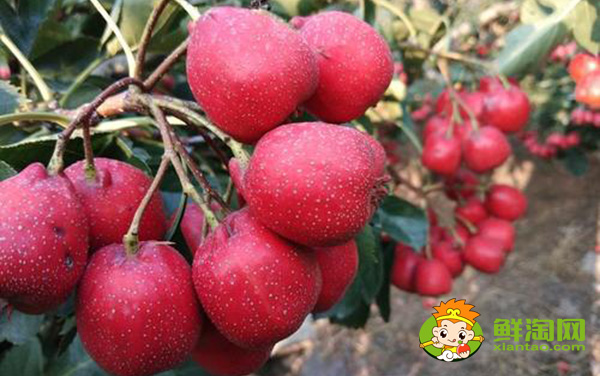 山楂什么时候熟,山楂最佳产地在哪里