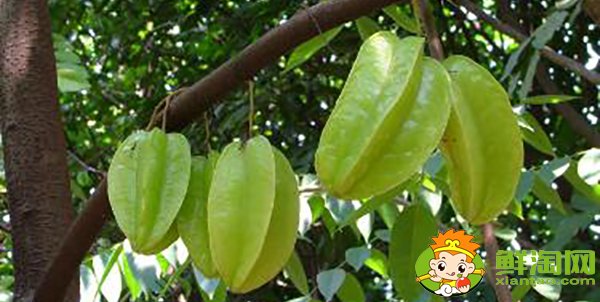 杨桃与什么相克,吃杨桃中毒如何解毒