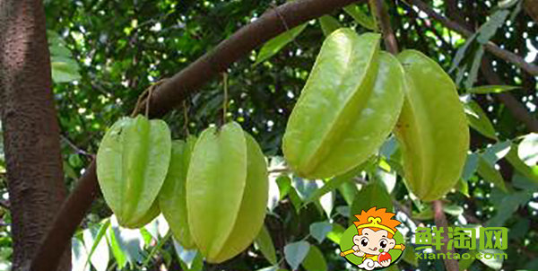 杨桃带皮可以吃吗,水杨桃多少钱一斤