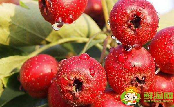 山楂每天用多少最佳，吃山楂的最佳时间