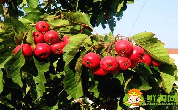 山楂树的叶子长什么样,山楂树的种植方法