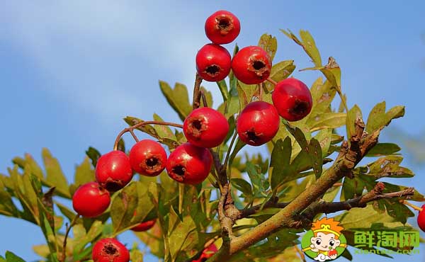 山楂树的叶子长什么样,山楂树的种植方法