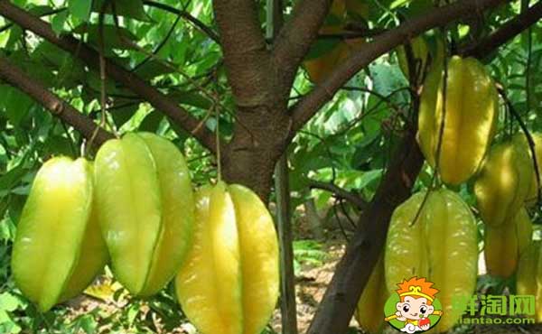 杨桃树是几月结果，杨桃树结果苦涩怎么办