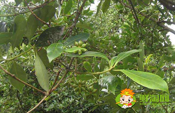 八角种植适应什么地区,八角什么时候施肥最好