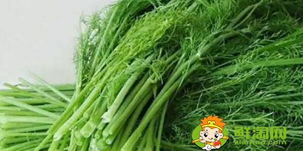 茴香的叶子黑了是否可以食用,孕妇可以少量食用茴香嘛