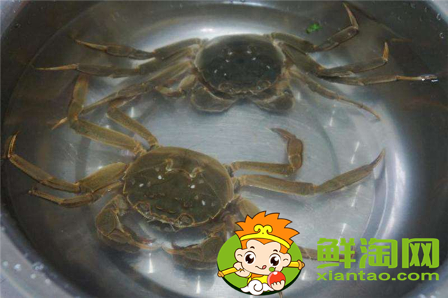 大闸蟹怎么洗才干净步骤,大闸蟹的做法和吃法