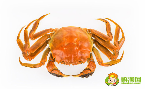 阳澄湖大闸蟹捕捞时间,阳澄湖大闸蟹与盘锦河蟹的区别