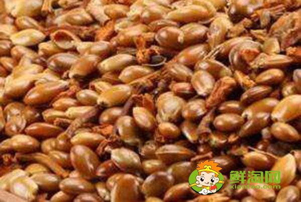 八角种子催芽方法,八角种子能有什么用途