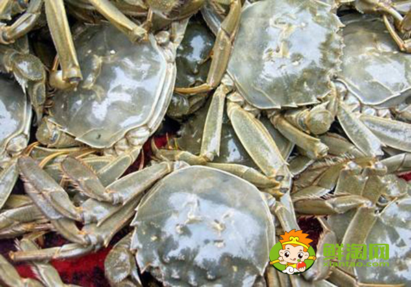 黄河口大闸蟹多少钱一斤,黄河口大闸蟹怎么做好吃