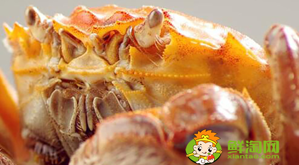 大闸蟹属于什么蟹,每年吃大闸蟹的季节几月到几月