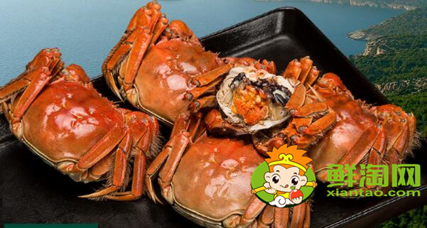 黄河口大闸蟹什么时候有,黄河大闸蟹产地在哪里