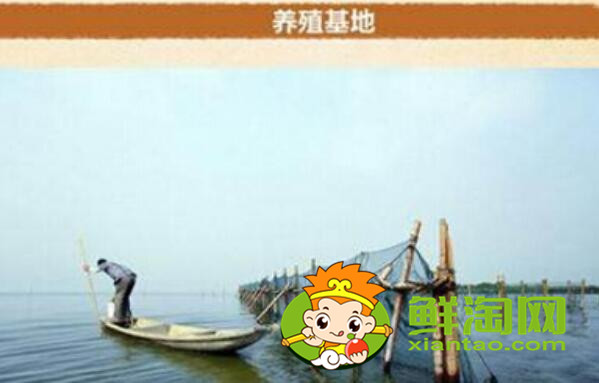 梁子湖大闸蟹怎么样,梁子湖大闸蟹养殖基地