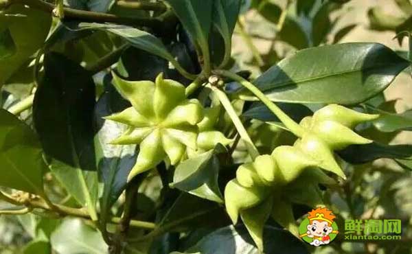 大香和八角的区别图片，八角哪里产的最好