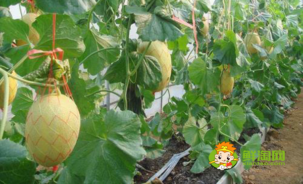 哈密瓜只有中国有吗,中国哪里可以种哈密瓜