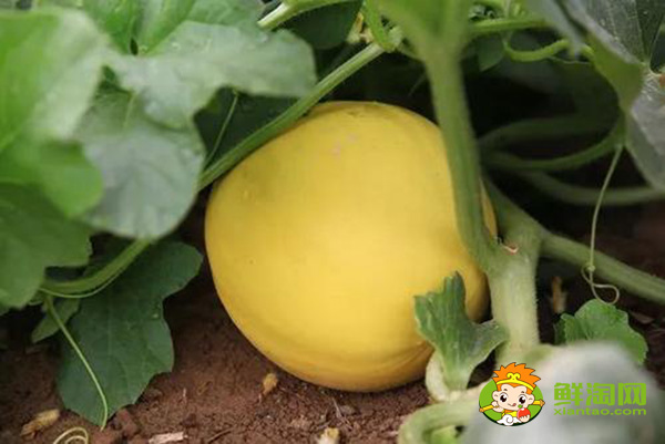 沙漠瓜一般什么时候吃,一个沙漠瓜大概多少斤