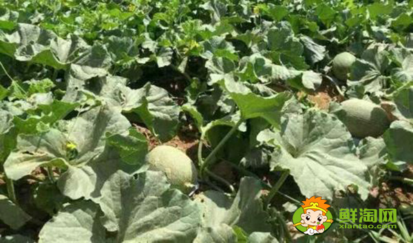 吐鲁番的哈密瓜什么时候成熟,吐鲁番哈密瓜基地