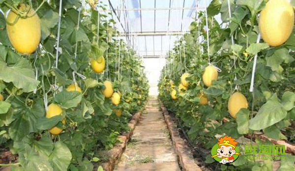 吐鲁番的哈密瓜什么时候成熟,吐鲁番哈密瓜基地