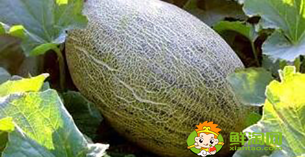 伽师瓜产地是哪里,伽师瓜最好的产地