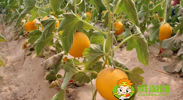 什么是沙漠瓜,沙漠蜜瓜是软的还是硬的