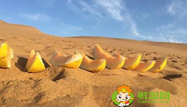 什么是沙漠瓜,沙漠蜜瓜是软的还是硬的