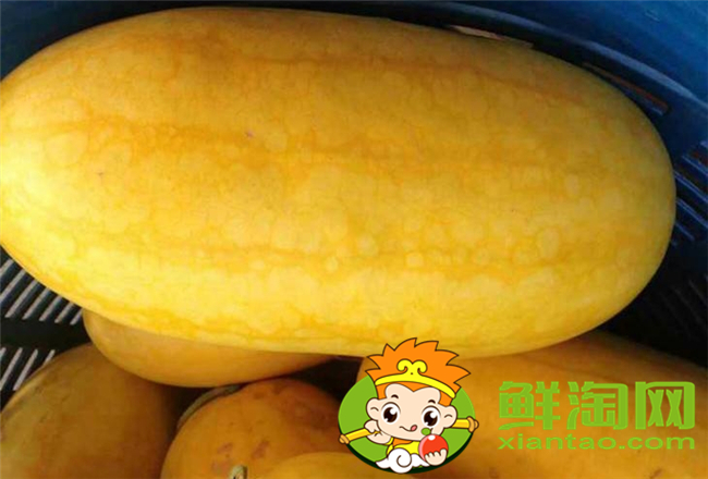 哈密瓜没水分不甜什么原因,长得像哈密瓜的叫什么