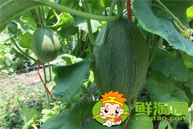 海南哈密瓜哪里种的多,海南哈密瓜品种大全