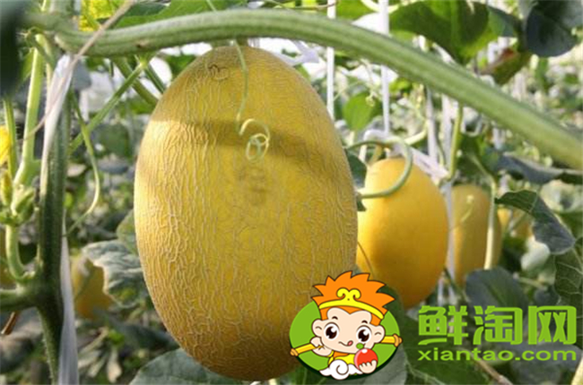 海南哈密瓜哪里种的多,海南哈密瓜品种大全