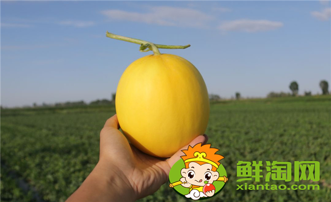 沙漠密瓜和哈密瓜有什么区别,沙漠密瓜的功效与作用