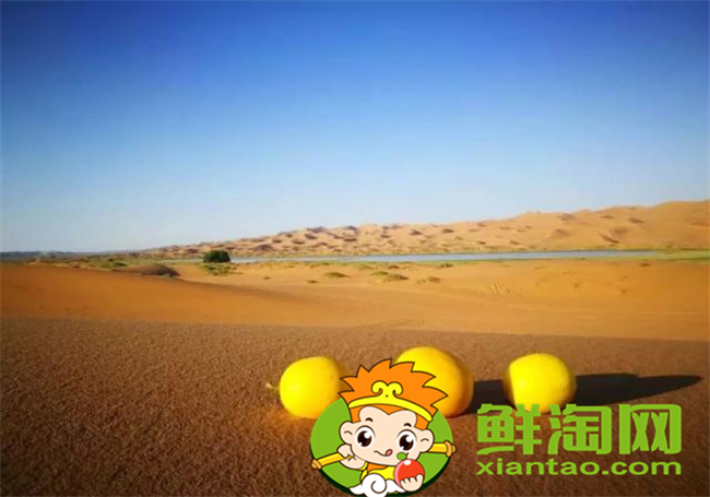 沙漠密瓜来自哪,什么地方的沙漠瓜最好