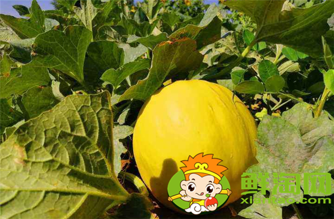 沙漠蜜瓜怎么挑,沙漠蜜瓜吃了有什么好处