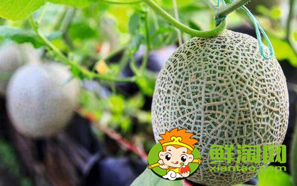 哈密瓜和网纹瓜是一个东西吗,哈密瓜和网纹瓜的区别