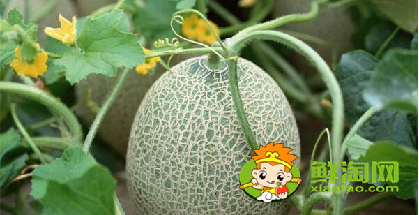 黄皮哈密瓜怎么挑最甜,哈密瓜是黄皮的好还是绿皮的好