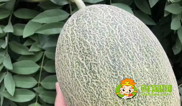 绿色哈密瓜是什么品种,绿色哈密瓜是发物吗