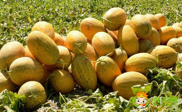 八六王哈密瓜怎么挑,八六王哈密瓜产地有哪些