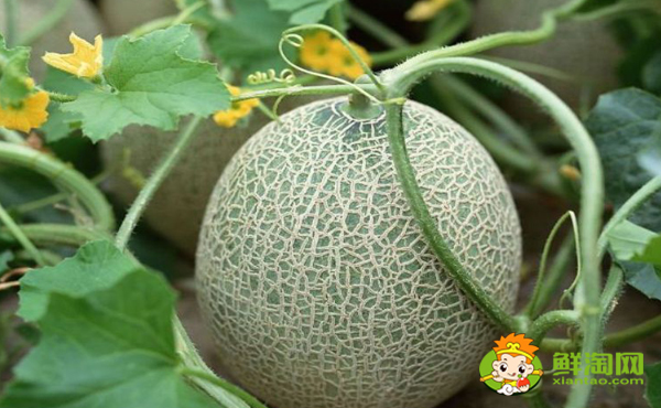 绿色哈密瓜是什么品种,绿色哈密瓜是发物吗
