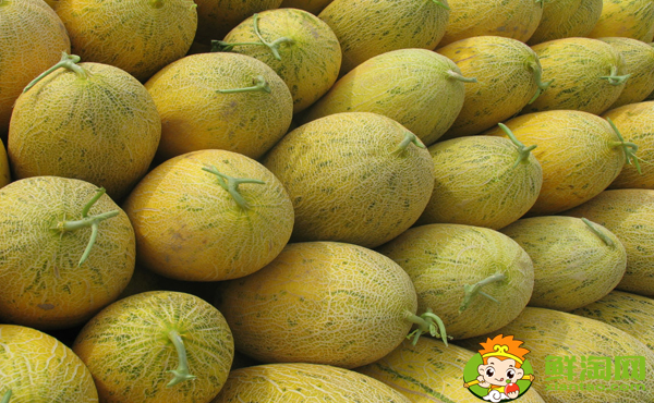 哪种蜜瓜里面的肉是绿色的,绿色哈密瓜怎么挑选