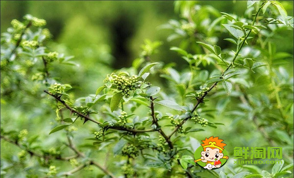 藤椒有几个品种,藤椒是麻还是辣