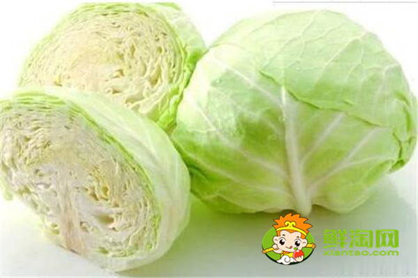 手撕包菜是卷心菜还是椰莱,椰菜和卷心菜怎么区分