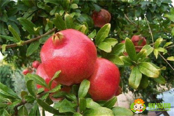 无籽石榴多少钱一斤,八月是吃石榴的季节吗