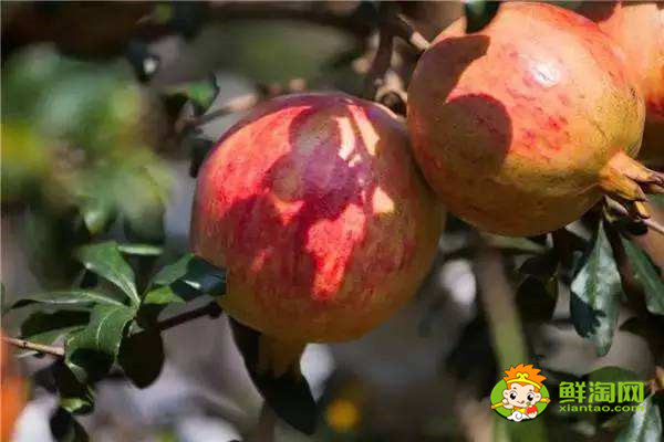 凉山会理石榴多少一斤,会理种石榴怎么样